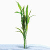 Load image into Gallery viewer, Pisces Enterprises Bare-root Plant Aponogeton Crispus Bare-root 50-60cm Aponogeton Crispus 50-60cm - Aquarium Plants Australia