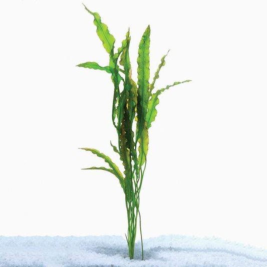Pisces Enterprises Bare-root Plant Aponogeton Crispus Bare-root Up to 30cm Aponogeton Crispus Up to 30cm - Aquarium Plants Australia