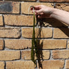 Pisces Enterprises Bare-root Plant Aponogeton Crispus Bare-root Up to 30cm Aponogeton Crispus Up to 30cm - Aquarium Plants Australia