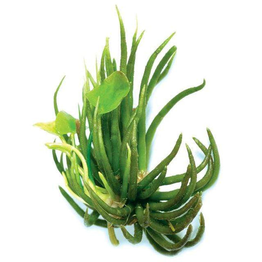 Pisces Enterprises Bare-root Plant Banana Lily