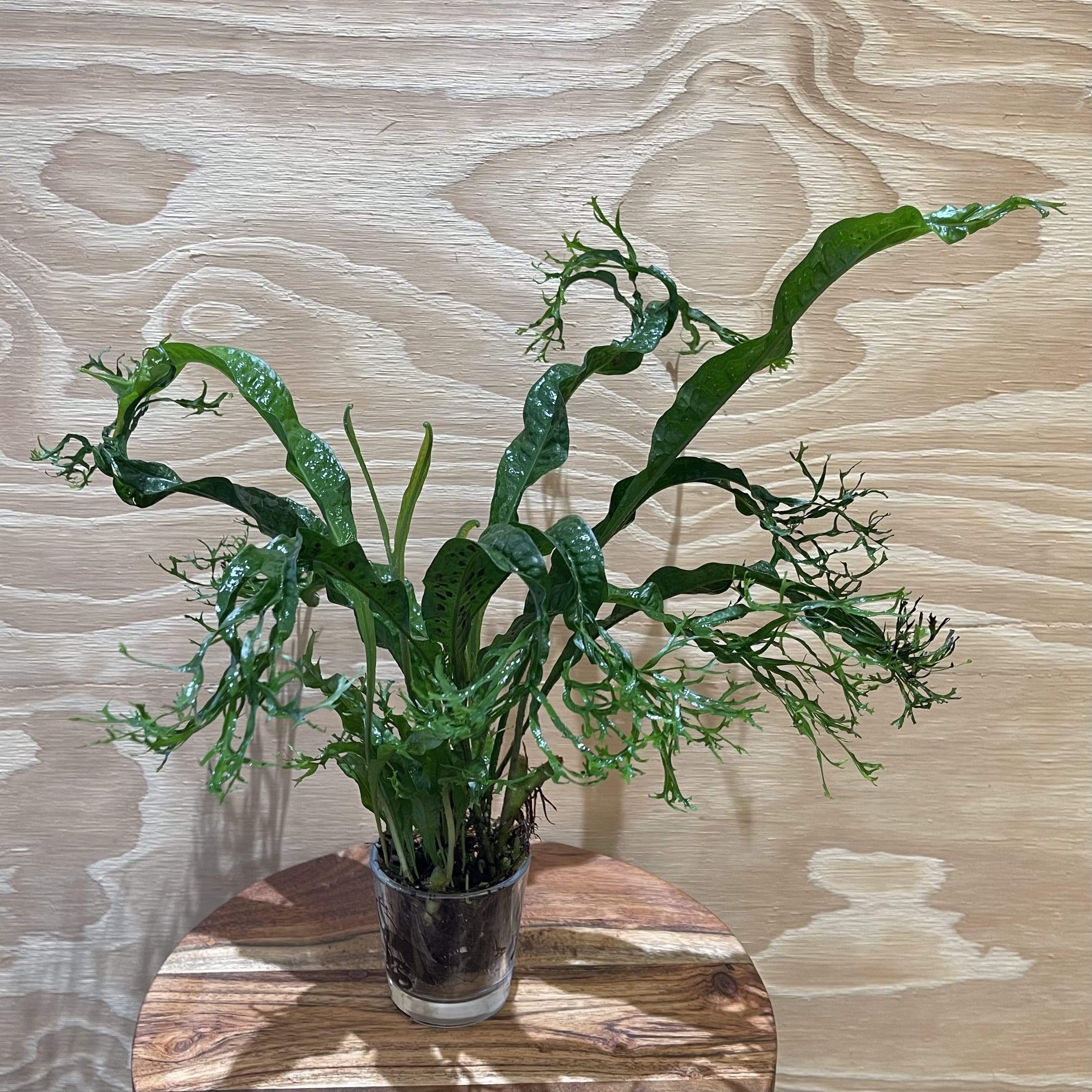 Pisces Enterprises Bare-root Plant Crested Microsorum Bare-root (Windelov Java Fern)