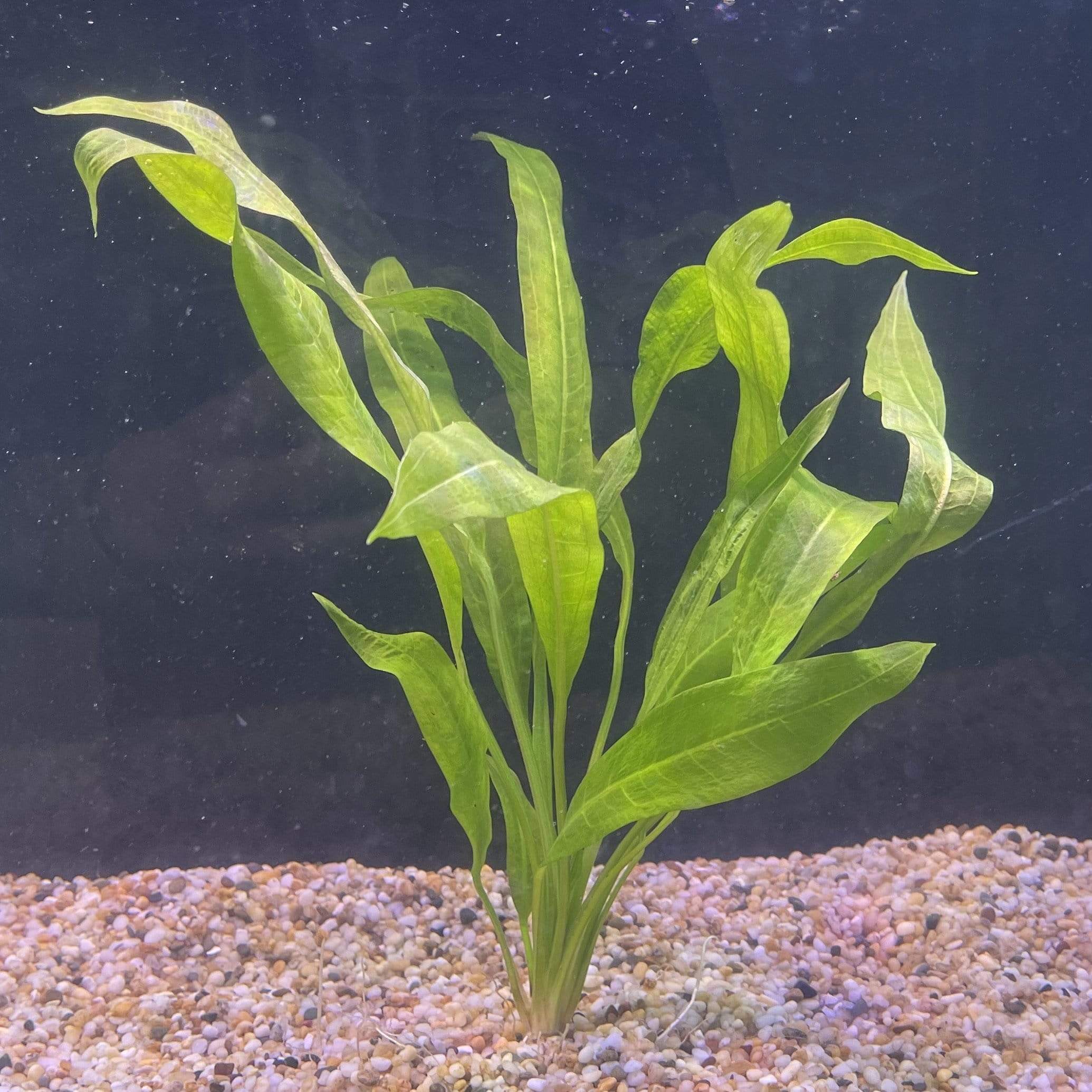 Pisces Enterprises Bare-root Plant Echinodorus Amazon Bare-root (Amazon Sword) Large