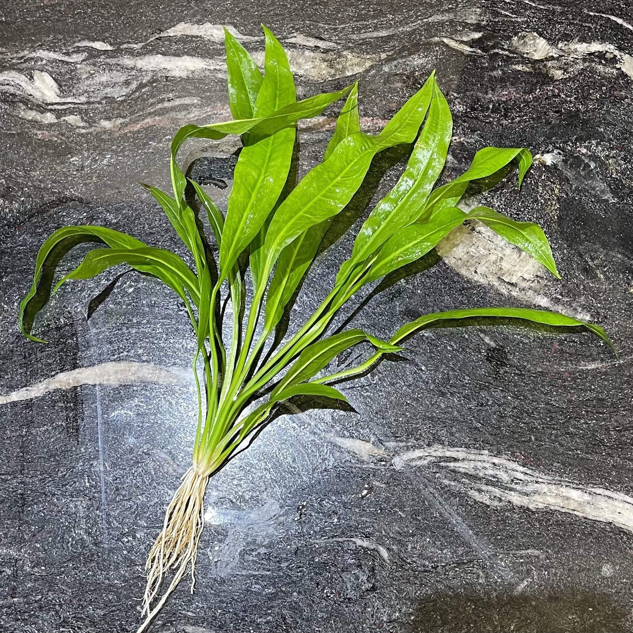 Pisces Enterprises Bare-root Plant Echinodorus Amazon Bare-root (Amazon Sword) Large