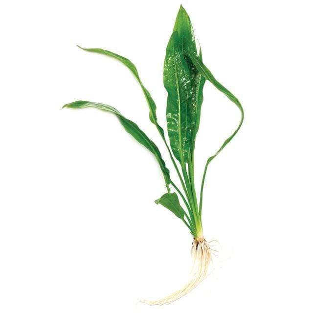 Pisces Enterprises Bare-root Plant Echinodorus Amazon Bare-root (Amazon Sword) Large