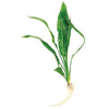 Pisces Enterprises Bare-root Plant Echinodorus Amazon Bare-root (Amazon Sword) Large