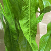 Pisces Enterprises Bare-root Plant Echinodorus Amazon Bare-root (Amazon Sword) Large