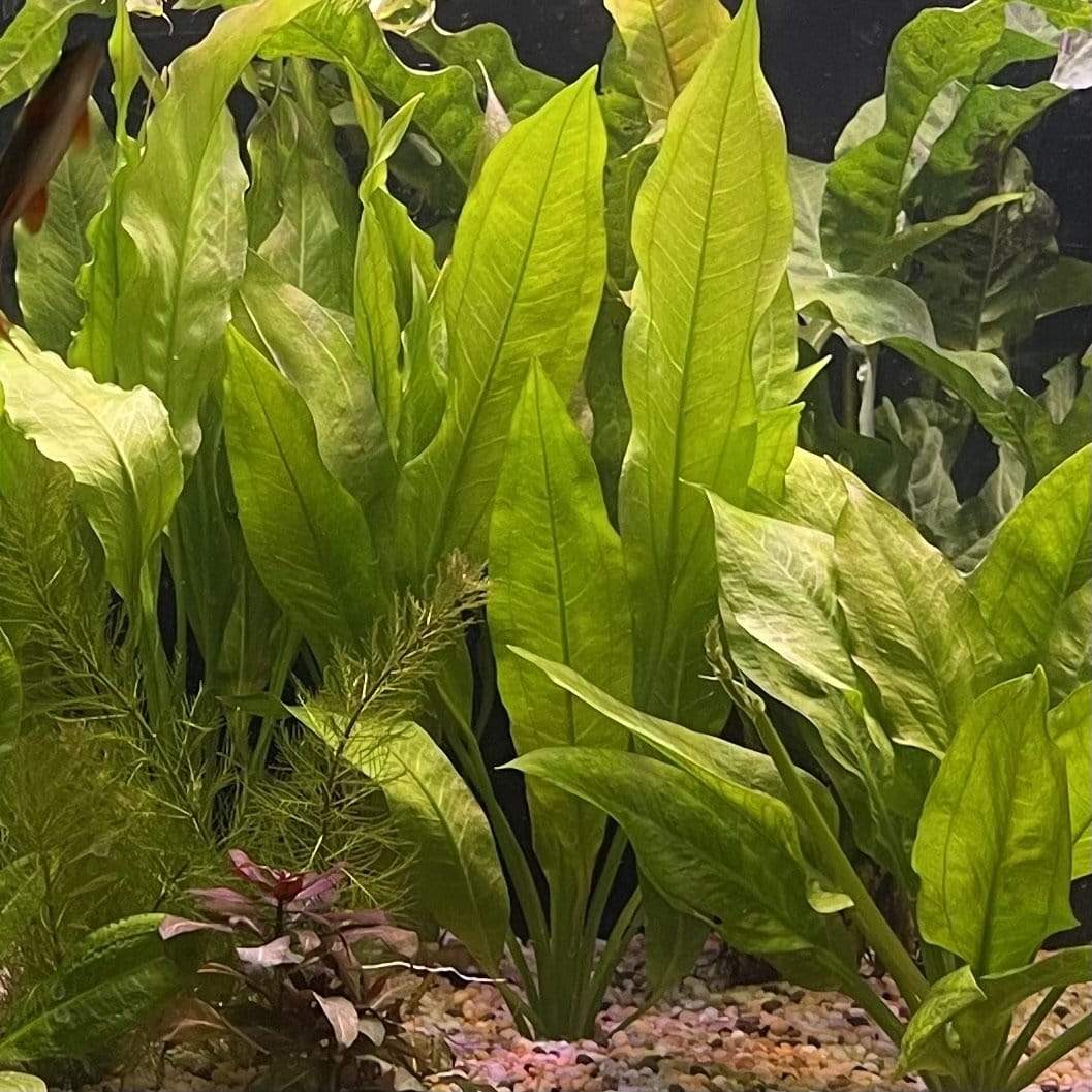 Echinodorus Bleheri Bleheri Sword Large Bare root Scapeshop au Echinodorus Bleheri Bleheri Sword Large Bare root Scapeshop au