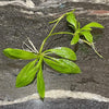 Pisces Enterprises Bare-root Plant Echinodorus Grisebachii Bare-root