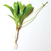 Pisces Enterprises Bare-root Plant Echinodorus Grisebachii Bare-root