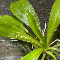 Pisces Enterprises Bare-root Plant Echinodorus Grisebachii Bare-root