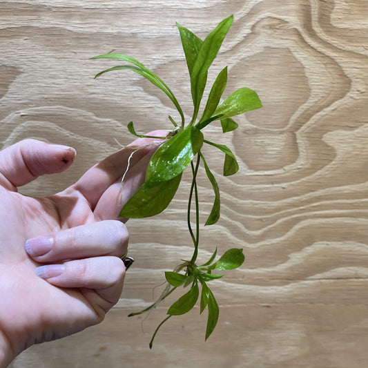 Pisces Enterprises Bare-root Plant Echinodorus Grisebachii Bare-root
