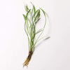 Pisces Enterprises Bare-root Plant Echinodorus Latifolius Bare-root