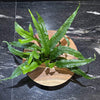 Pisces Enterprises Bare-root Plant 'Thai' variant Microsorum pteropus (Thai Java Fern) 5cm pot