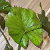 Pisces Enterprises Bare-root Plant Tiger Lotus Green Bare-root