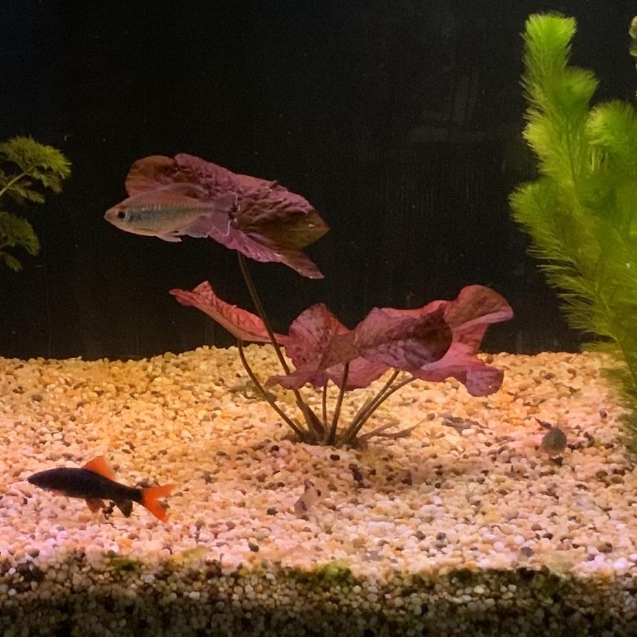 tiger lily aquarium Tiger Lotus Red Bare-root – Scapeshop.com.au