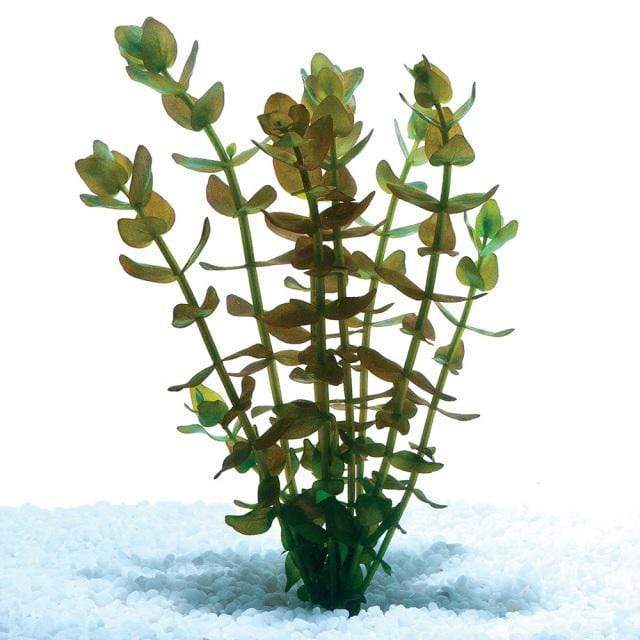 Pisces Enterprises Bunch Plant Bacopa Bunch