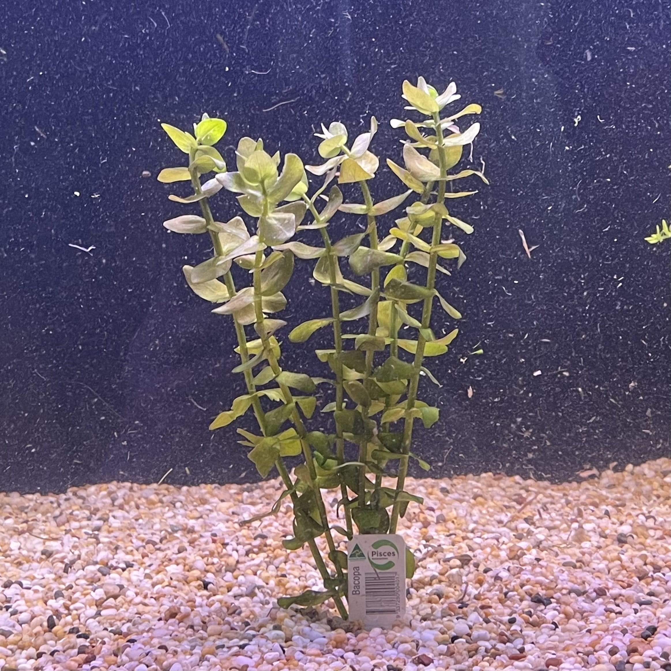 Pisces Enterprises Bunch Plant Bacopa Bunch