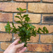 Pisces Enterprises Bunch Plant Curly Ivy Bunch