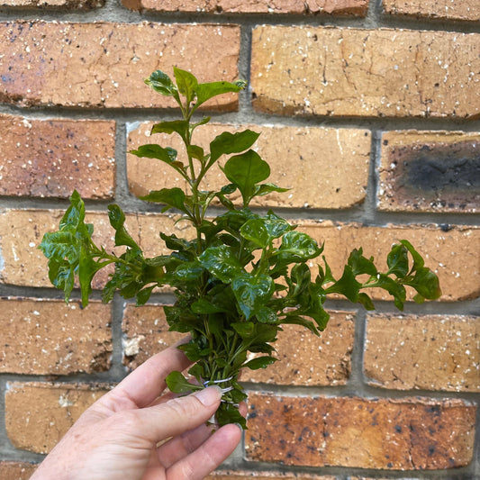 Pisces Enterprises Bunch Plant Curly Ivy Bunch