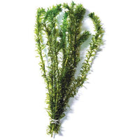 Pisces Enterprises Bunch Plant Elodea Bunch