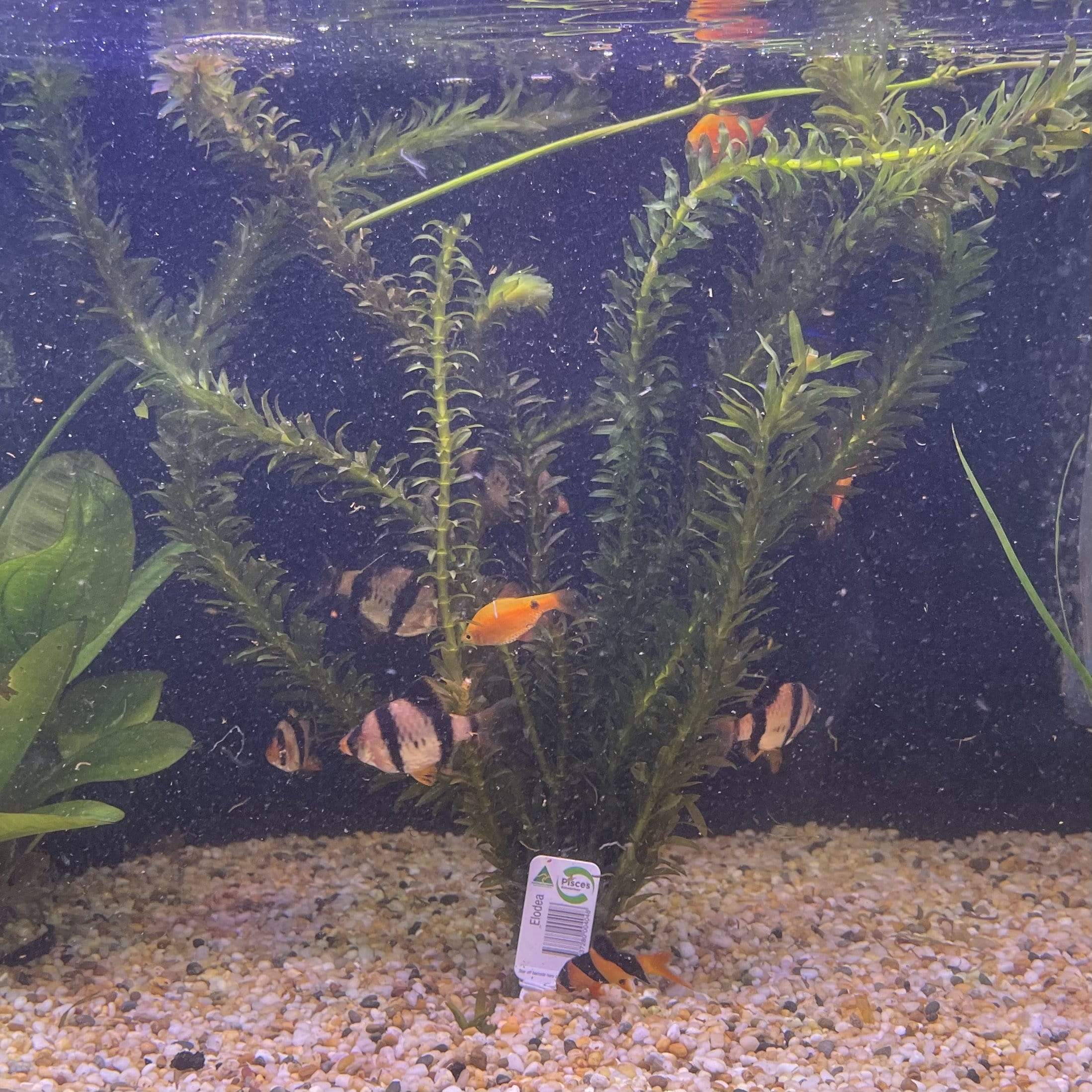 elodea fish tank net Buy Elodea Supreme Aquarium Bunch Plant