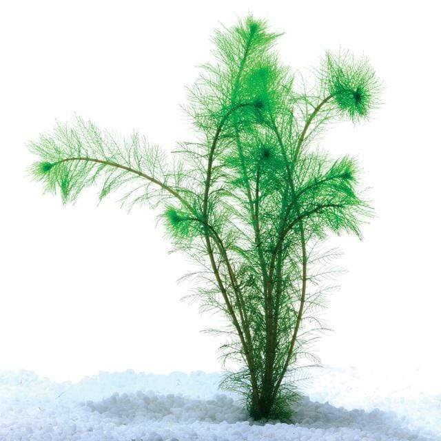 Pisces Enterprises Bunch Plant Filigree Milfoil Bunch