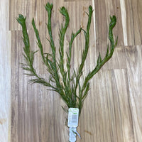 Pisces Enterprises Bunch Plant Filigree Milfoil Bunch