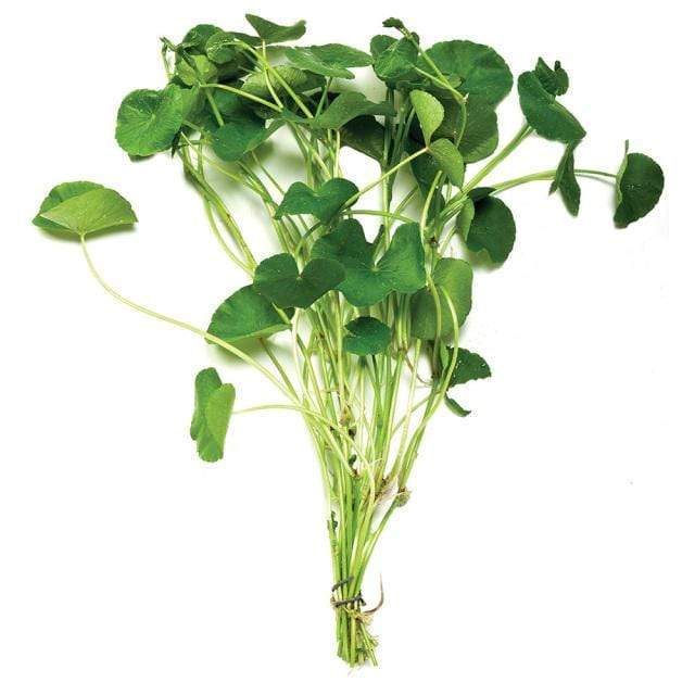 Pisces Enterprises Bunch Plant Giant Cardamine Bunch