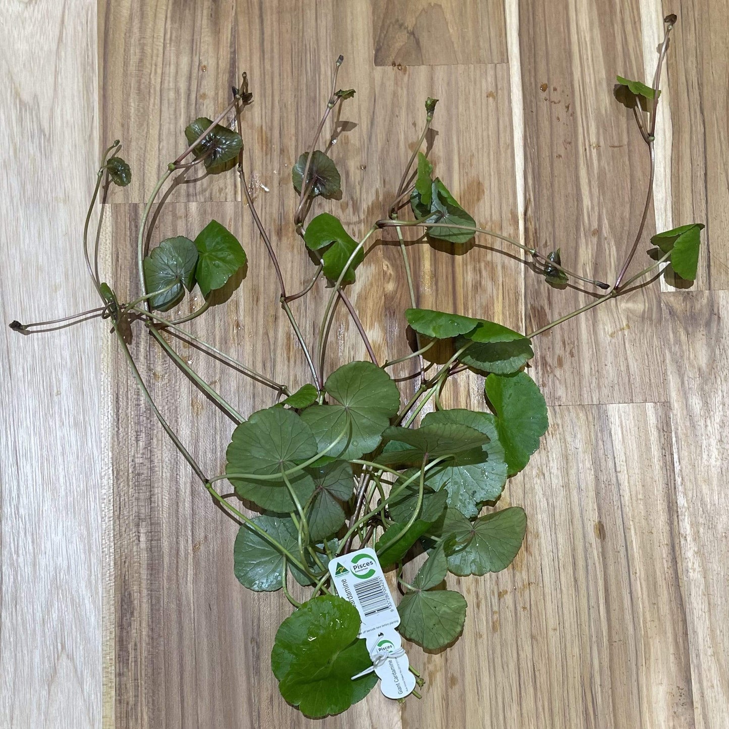 Pisces Enterprises Bunch Plant Giant Cardamine Bunch