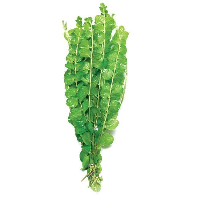 Pisces Enterprises Bunch Plant Gold Pennywort Bunch