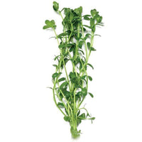 Pisces Enterprises Bunch Plant Green Baby Tears Bunch