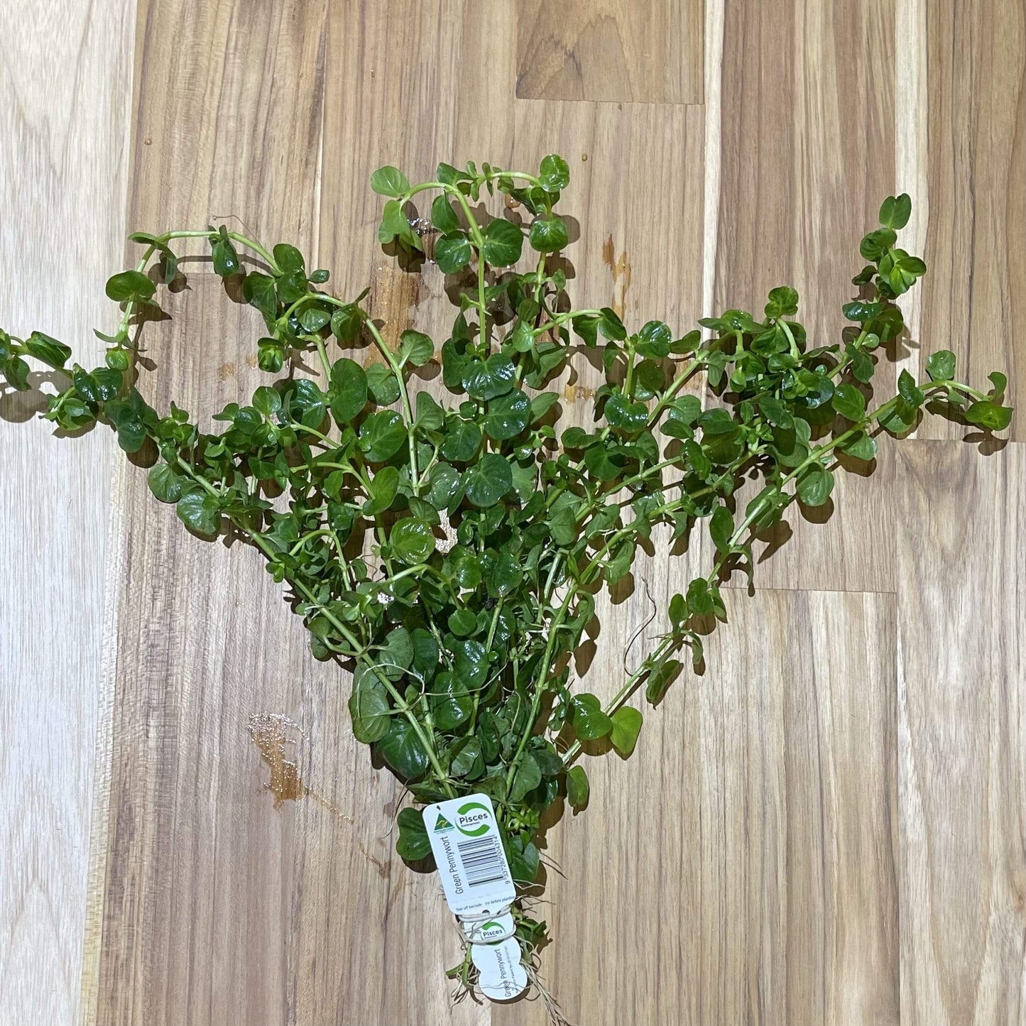 Pisces Enterprises Bunch Plant Green Pennywort Bunch