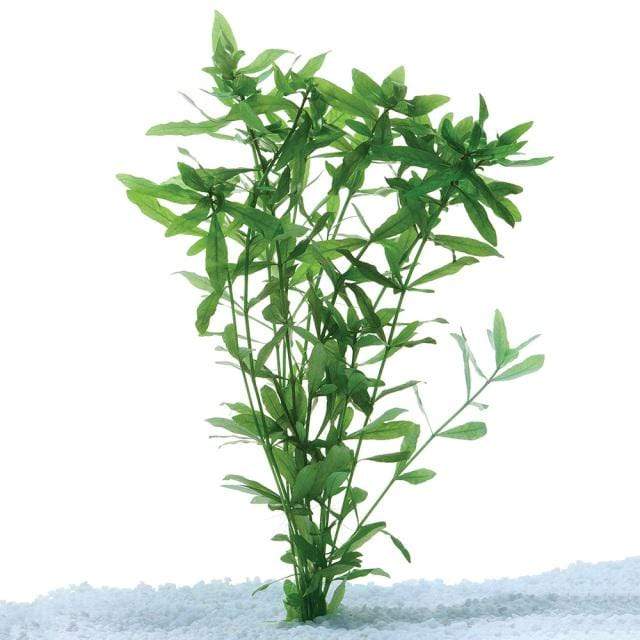 Pisces Enterprises Bunch Plant Hygrophila Bunch