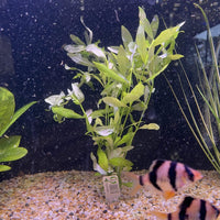 Hygrophila Bunch