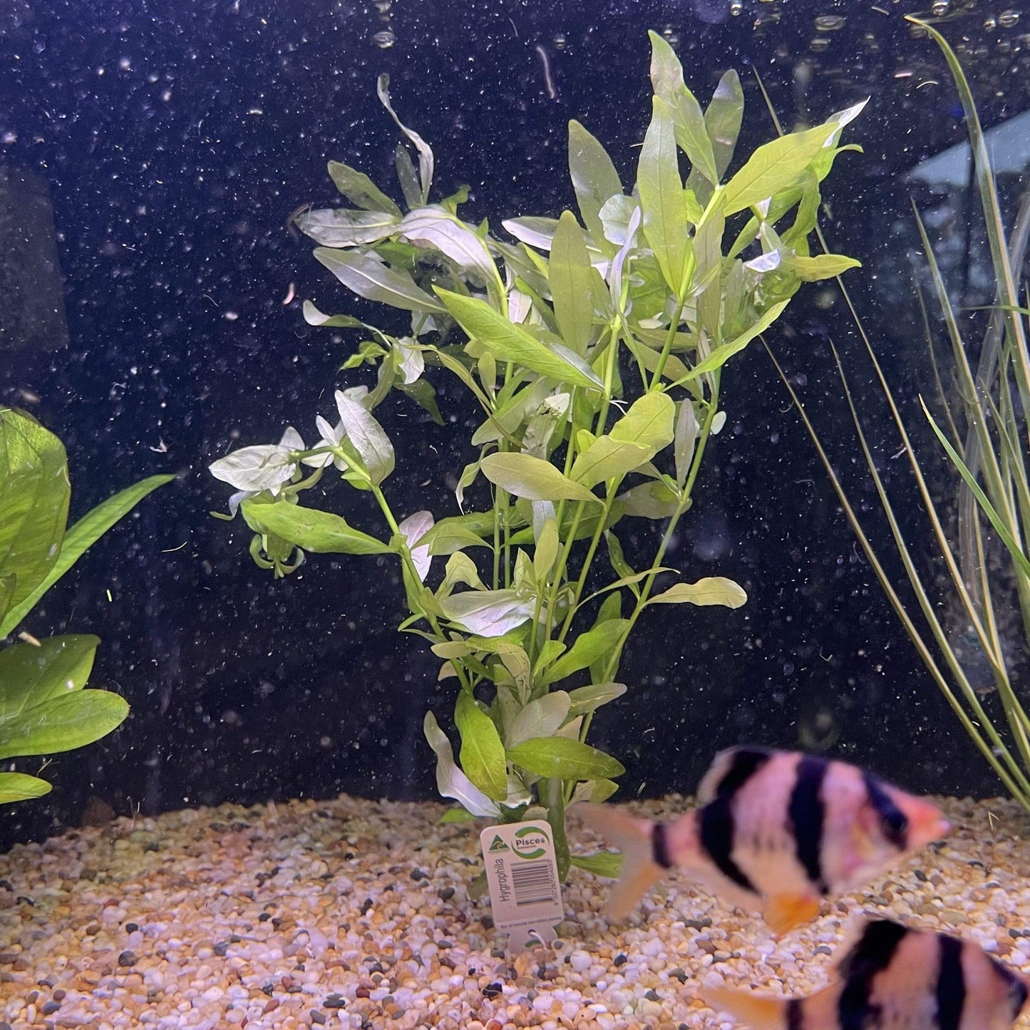 Hygrophila Bunch