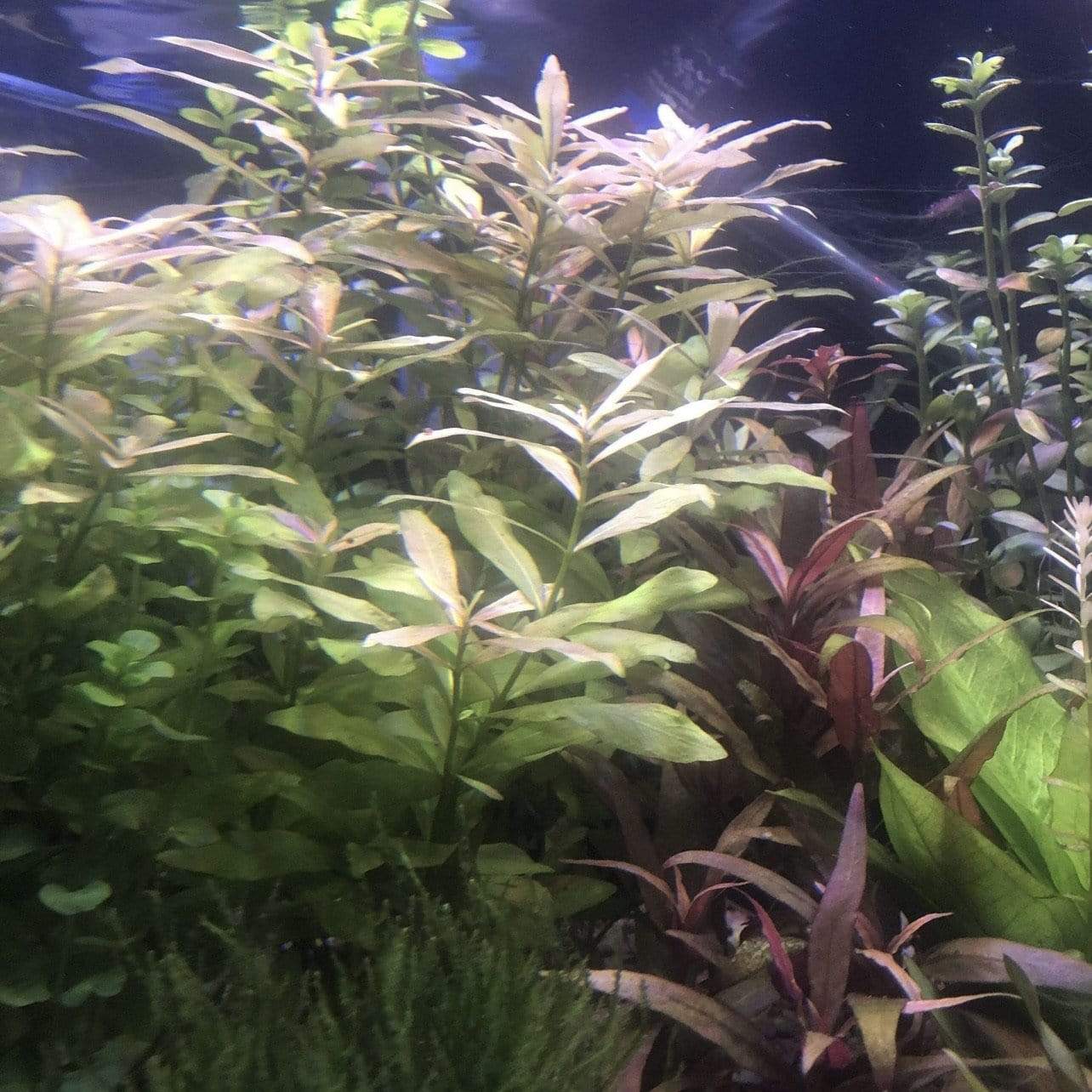 Pisces Enterprises Bunch Plant Hygrophila Bunch
