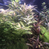 Load image into Gallery viewer, Pisces Enterprises Bunch Plant Hygrophila Bunch
