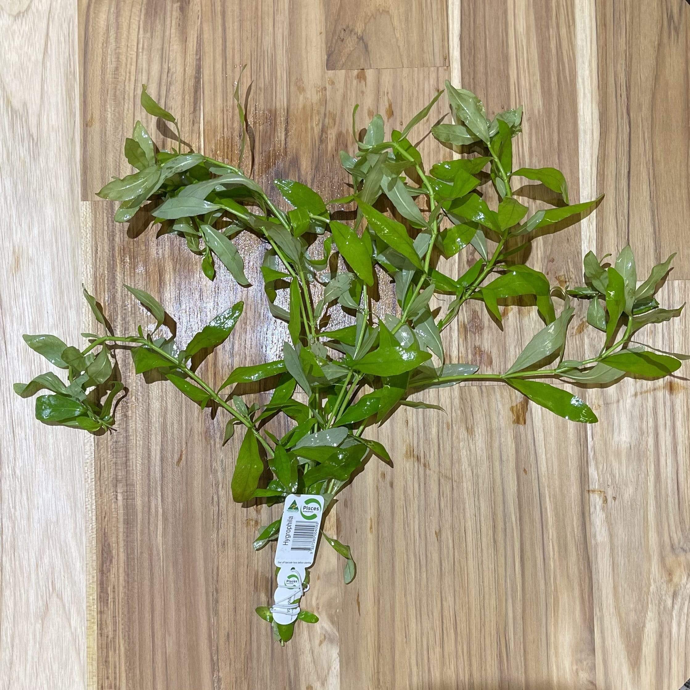 Pisces Enterprises Bunch Plant Hygrophila Bunch