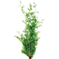 Pisces Enterprises Bunch Plant Lace Fern Bunch