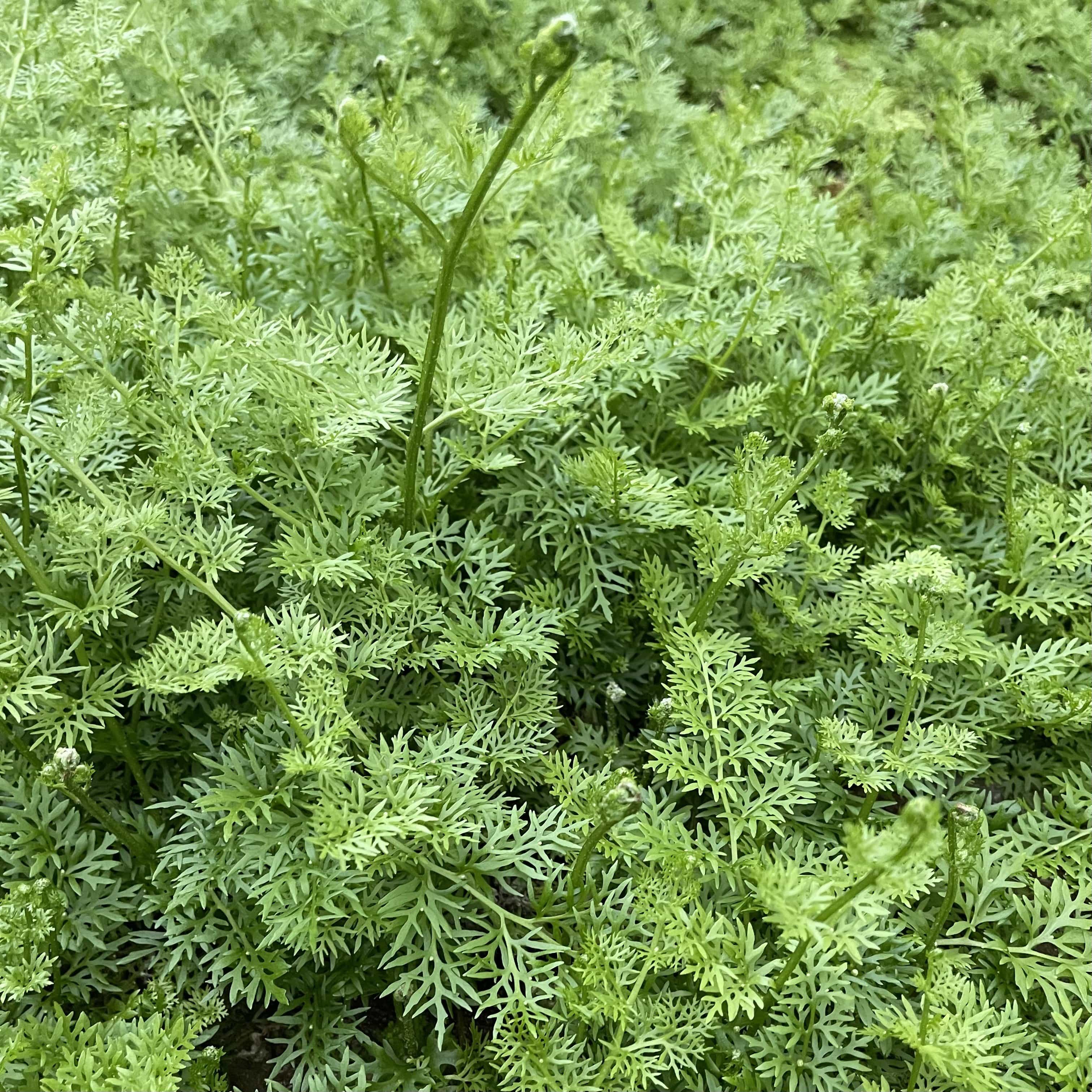 Pisces Enterprises Bunch Plant Lace Fern Bunch