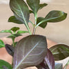 Load image into Gallery viewer, Pisces Enterprises Bunch Plant Ludwigia Bunch