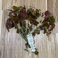 Pisces Enterprises Bunch Plant Ludwigia Bunch