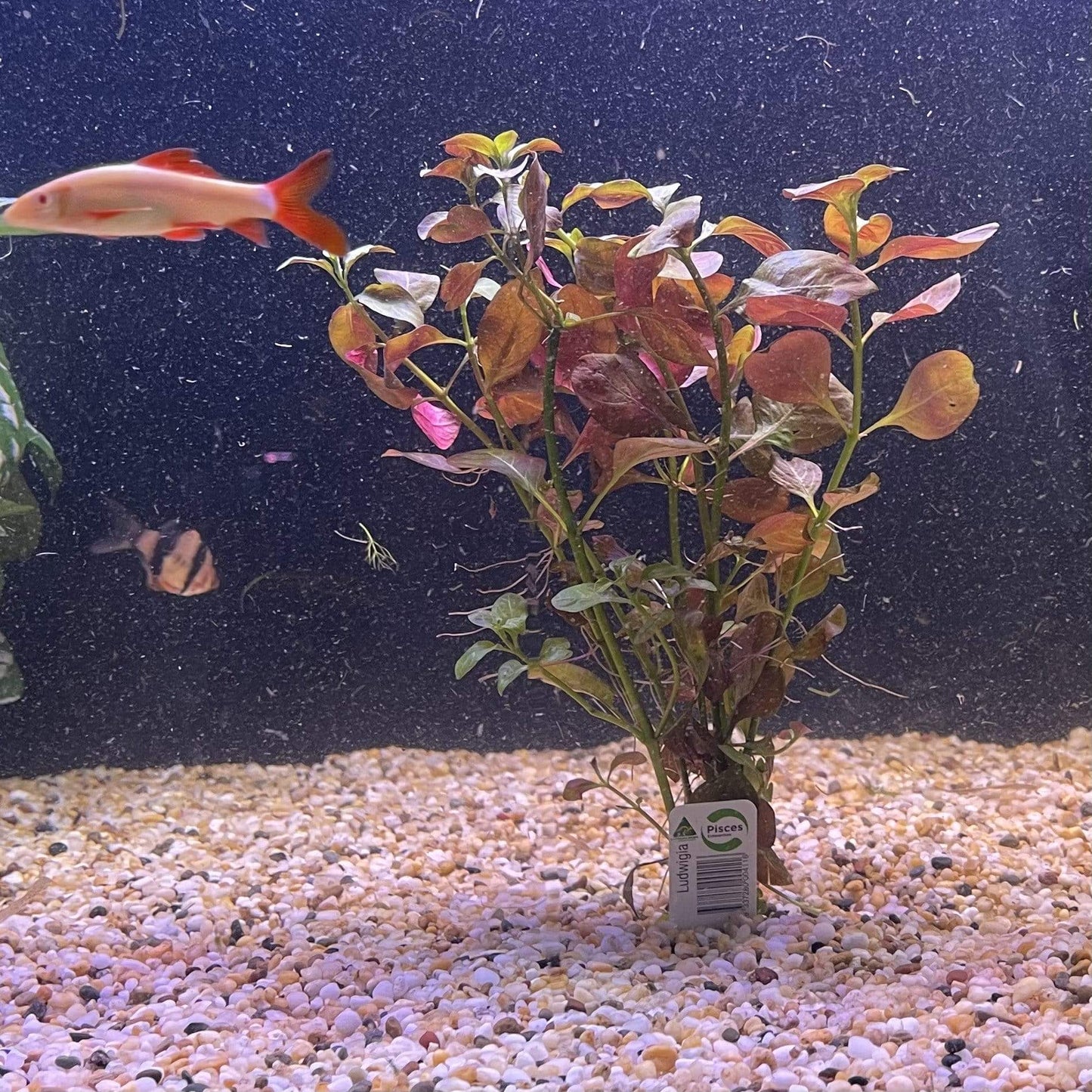Pisces Enterprises Bunch Plant Ludwigia Bunch