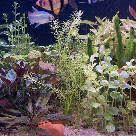 Pisces Enterprises Bunch Plant Mayaca Bunch
