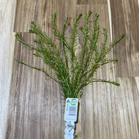Pisces Enterprises Bunch Plant Mayaca Bunch