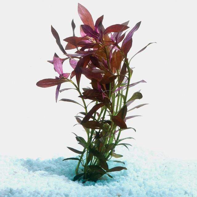 Pisces Enterprises Bunch Plant Narrow Ludwigia Bunch