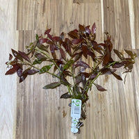 Pisces Enterprises Bunch Plant Narrow Ludwigia Bunch