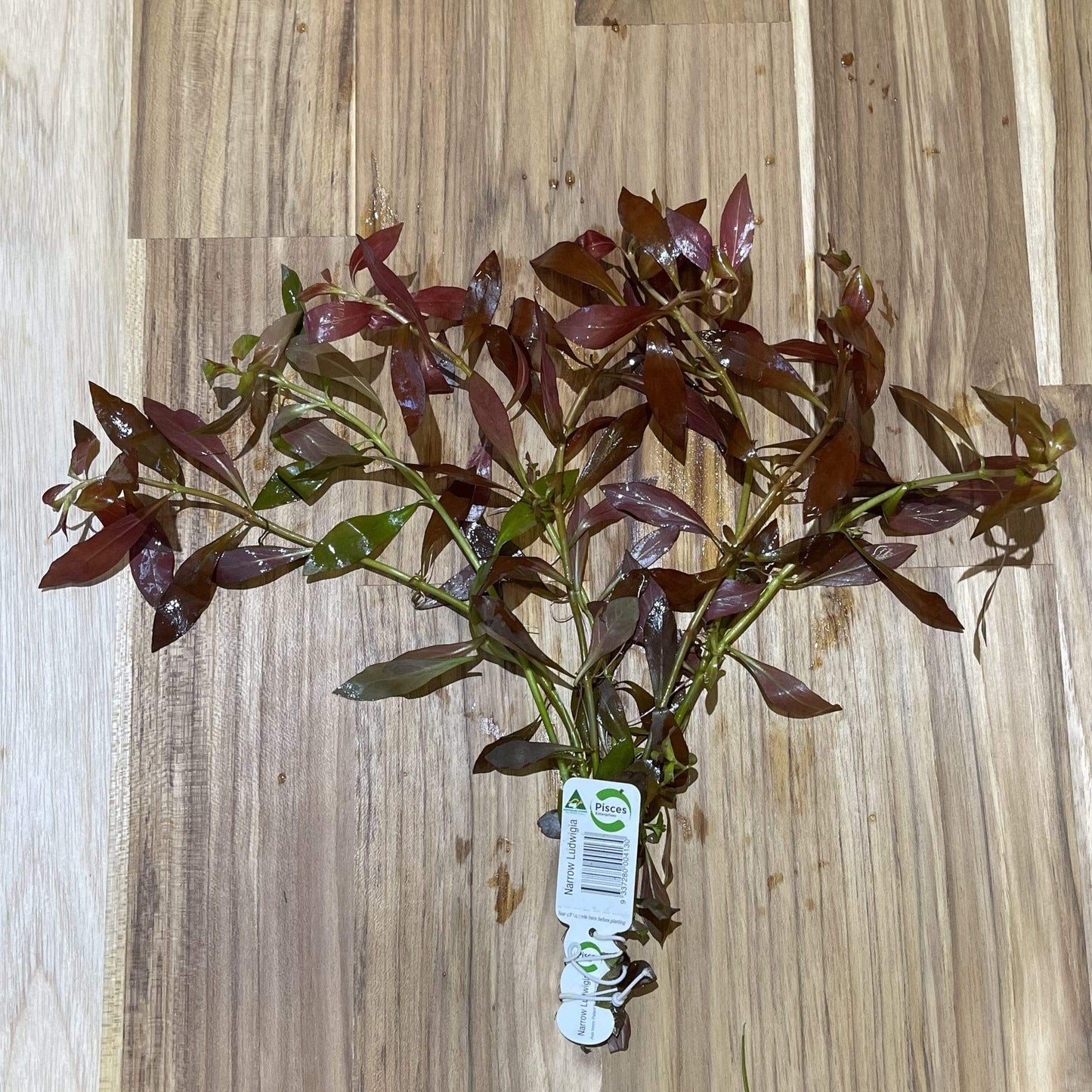 Pisces Enterprises Bunch Plant Narrow Ludwigia Bunch