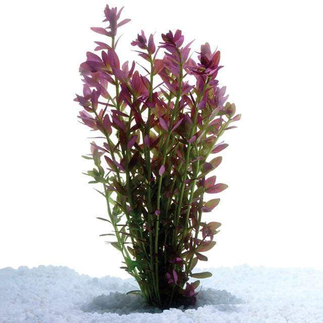 Pisces Enterprises Bunch Plant Pink Baby Tears Bunch