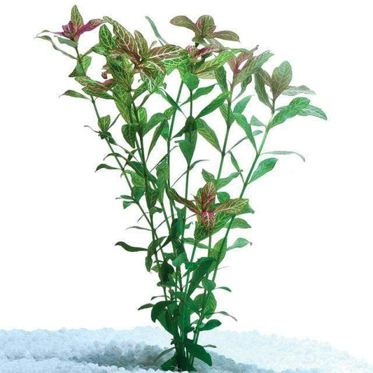 Pisces Enterprises Bunch Plant Pisces Hygrophila Bunch
